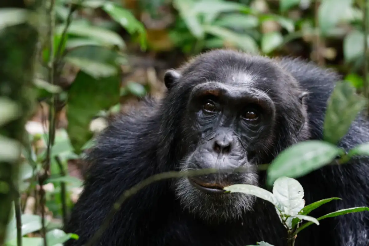 3 days Chimpanzee Trekking Safari to Kibale National Park